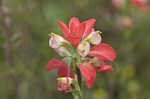 Entireleaf Indian paintbrush